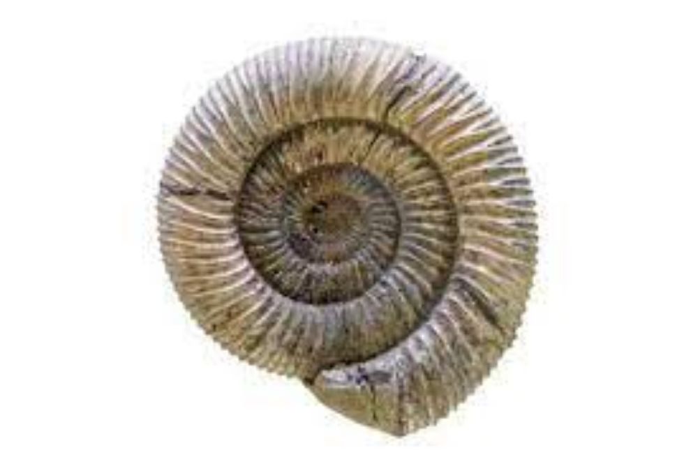 Image de la catégorie Ammonites