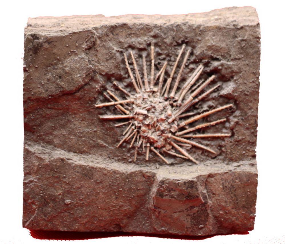 Image de la catégorie Oursins