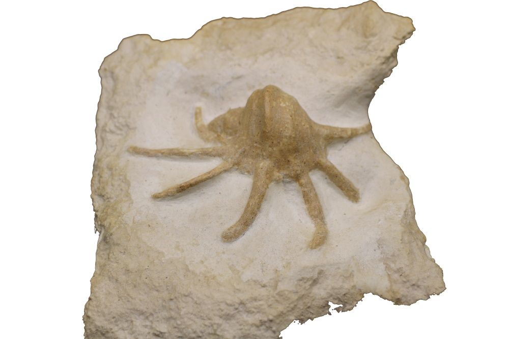 Image de la catégorie Gastéropodes