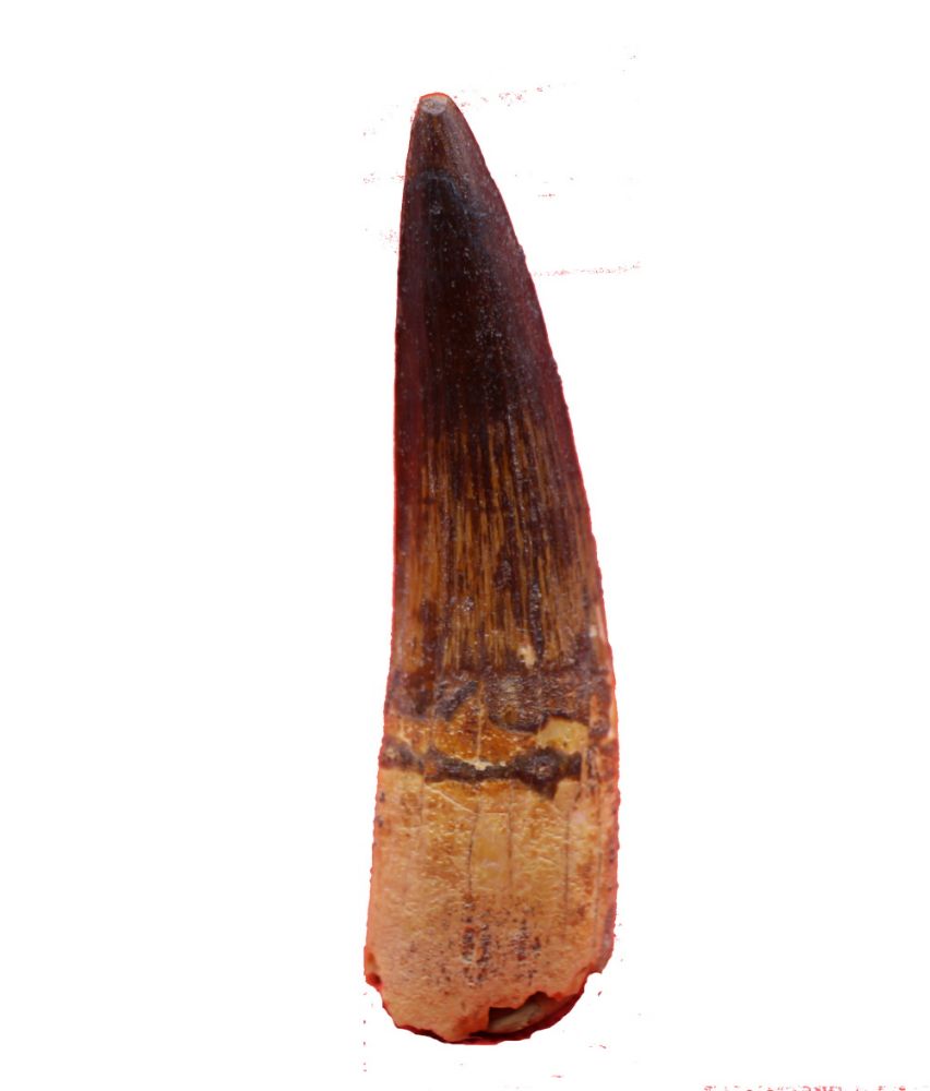 Image de la catégorie Reptiles