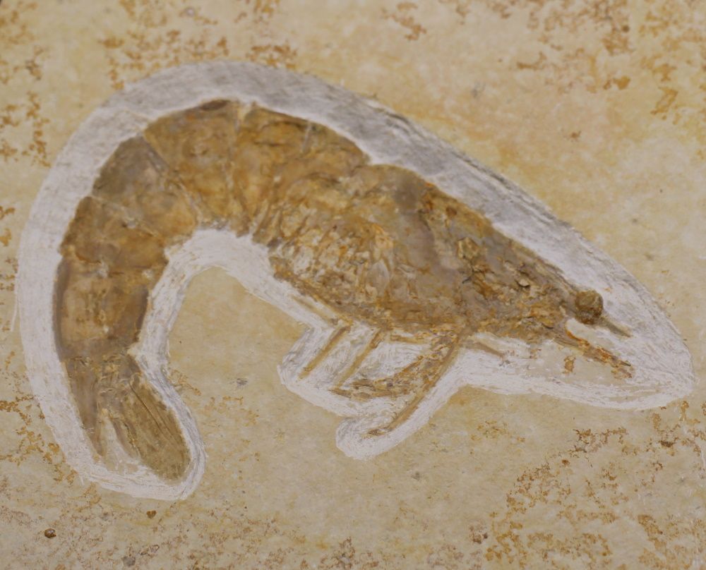 Image de la catégorie Arthropodes