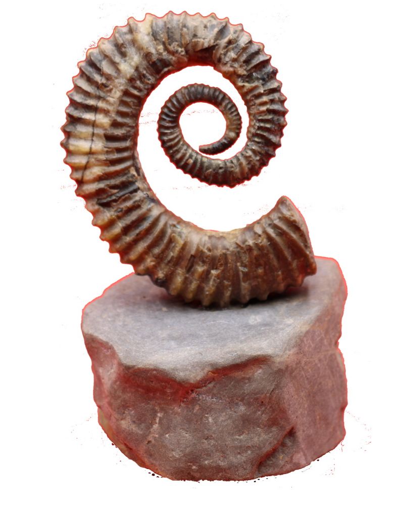 Image de la catégorie Céphalopodes