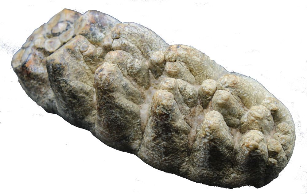 Image de la catégorie Mammifères