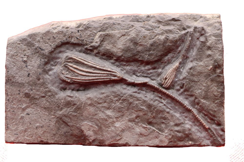 Image de la catégorie Crinoïdes & co