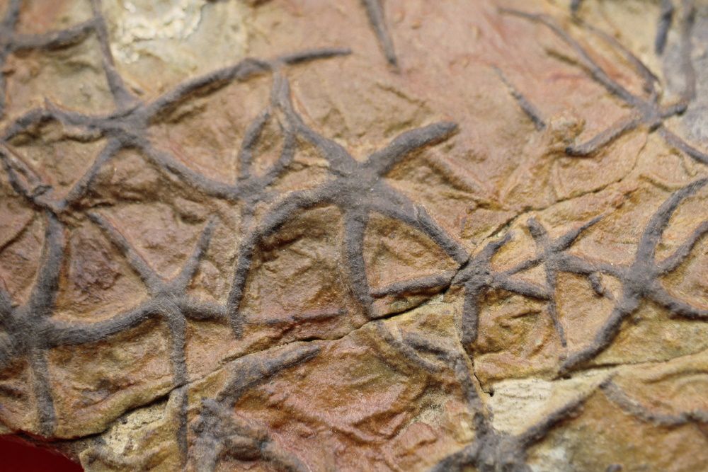 Image de la catégorie Stelleroïdes