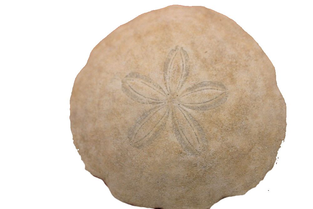 Image de la catégorie Echinodernes
