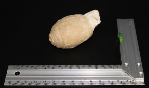 Image de Nerinea