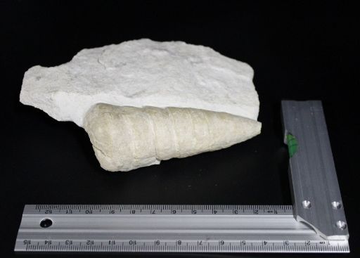 Image de Cryptoplocus-Depressus