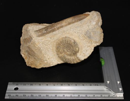 Image de Acanthopleuroceras-valdani