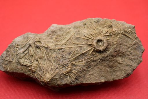Image de Acrocidaris Hemicidaroides
