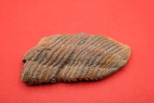 Image de Neseuretus Tristani