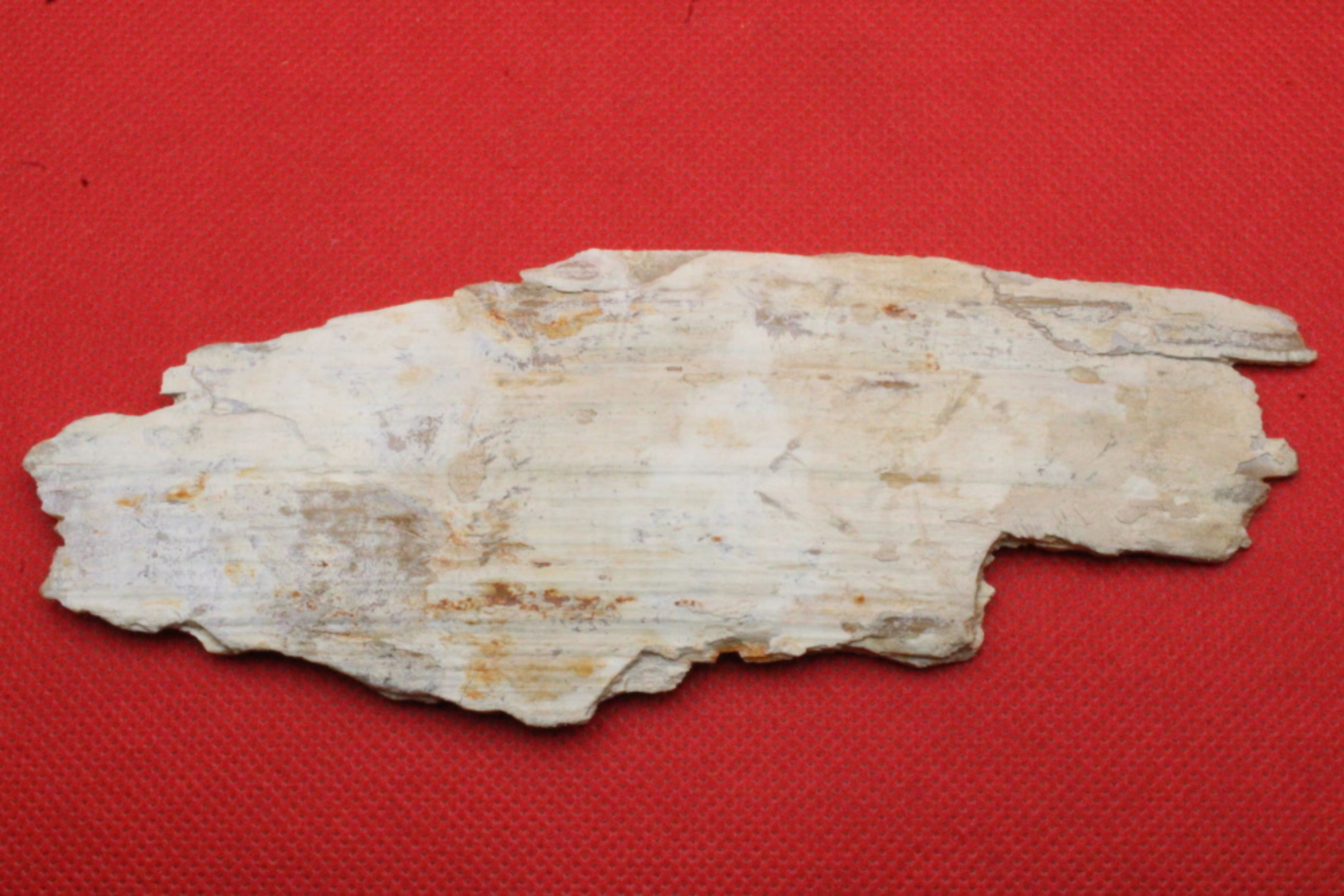 Image de Ivoire - Mammuthus Primigenius