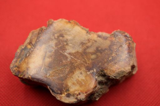 Image de Bois fossile poli Araucaria