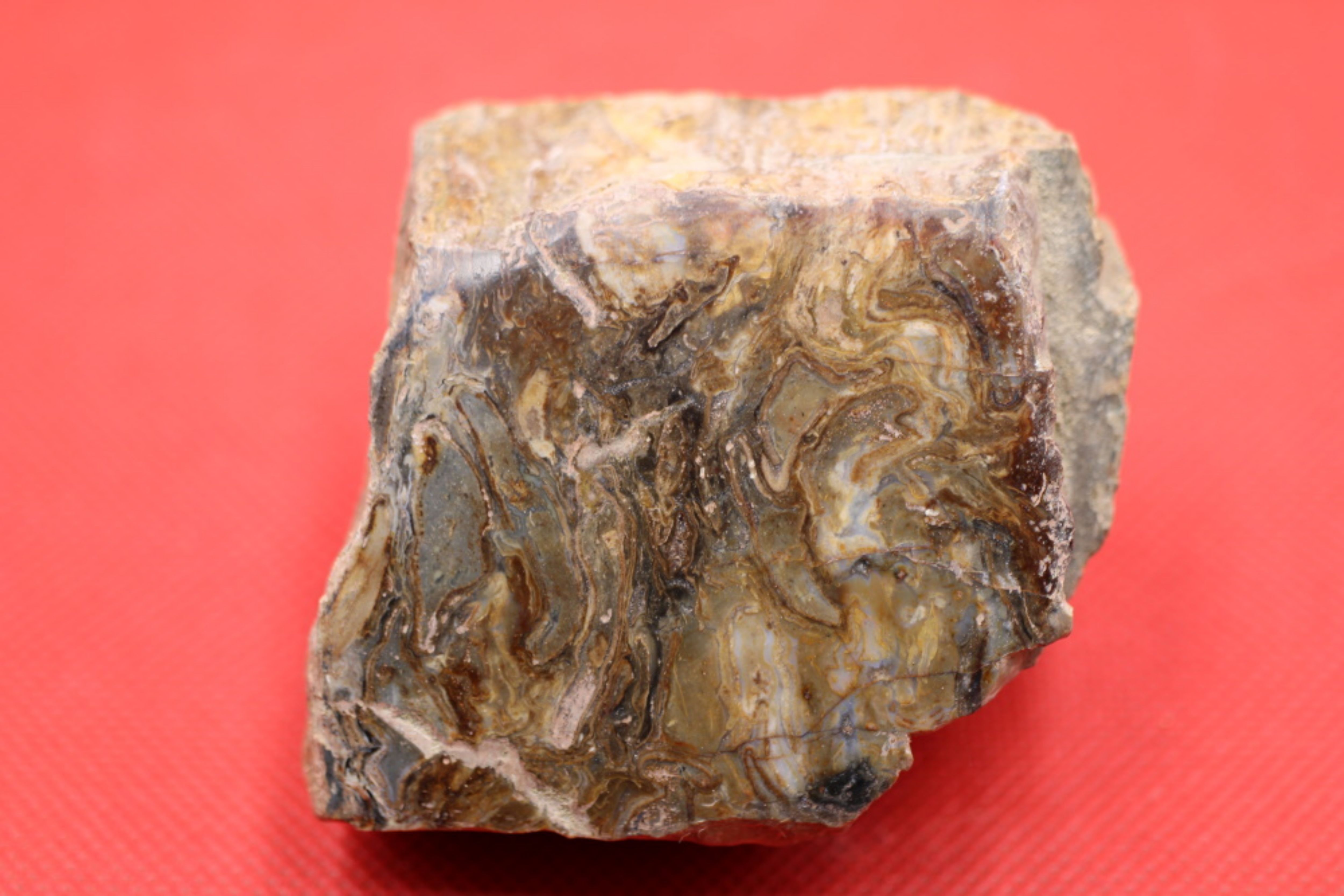 Image de Bois fossile poli Araucaria