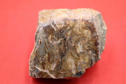 Image de Bois fossile poli Araucaria