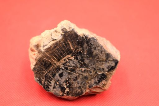 Image de Bois fossile Alethopteris