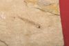 Image de Paleoatherina Vardensis (Forme juvénile)