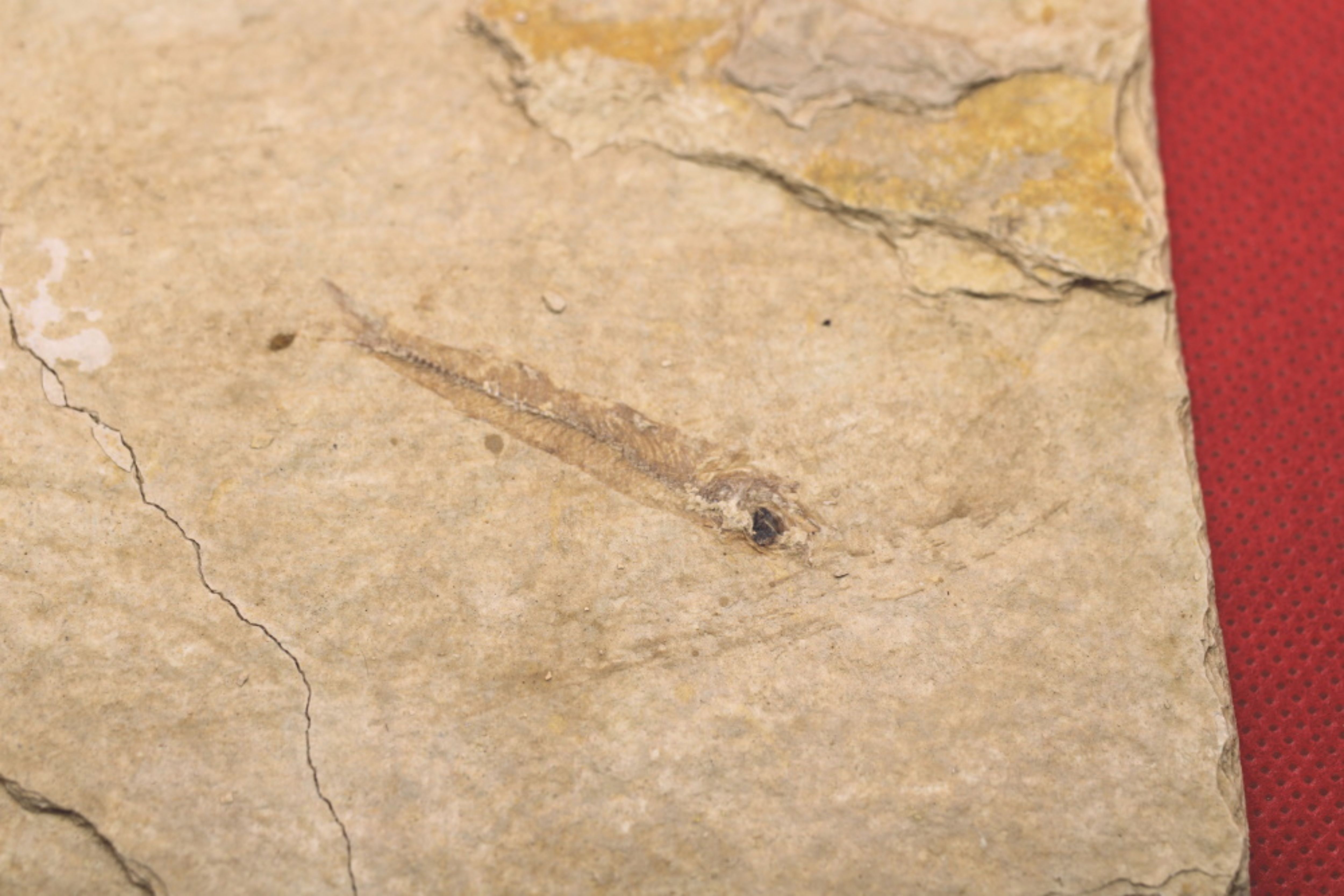 Image de Paleoatherina Vardensis (Forme juvénile)