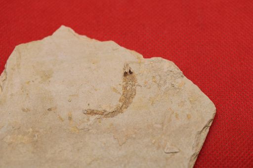 Image de Paleoatherina Vardensis (Forme juvénile)