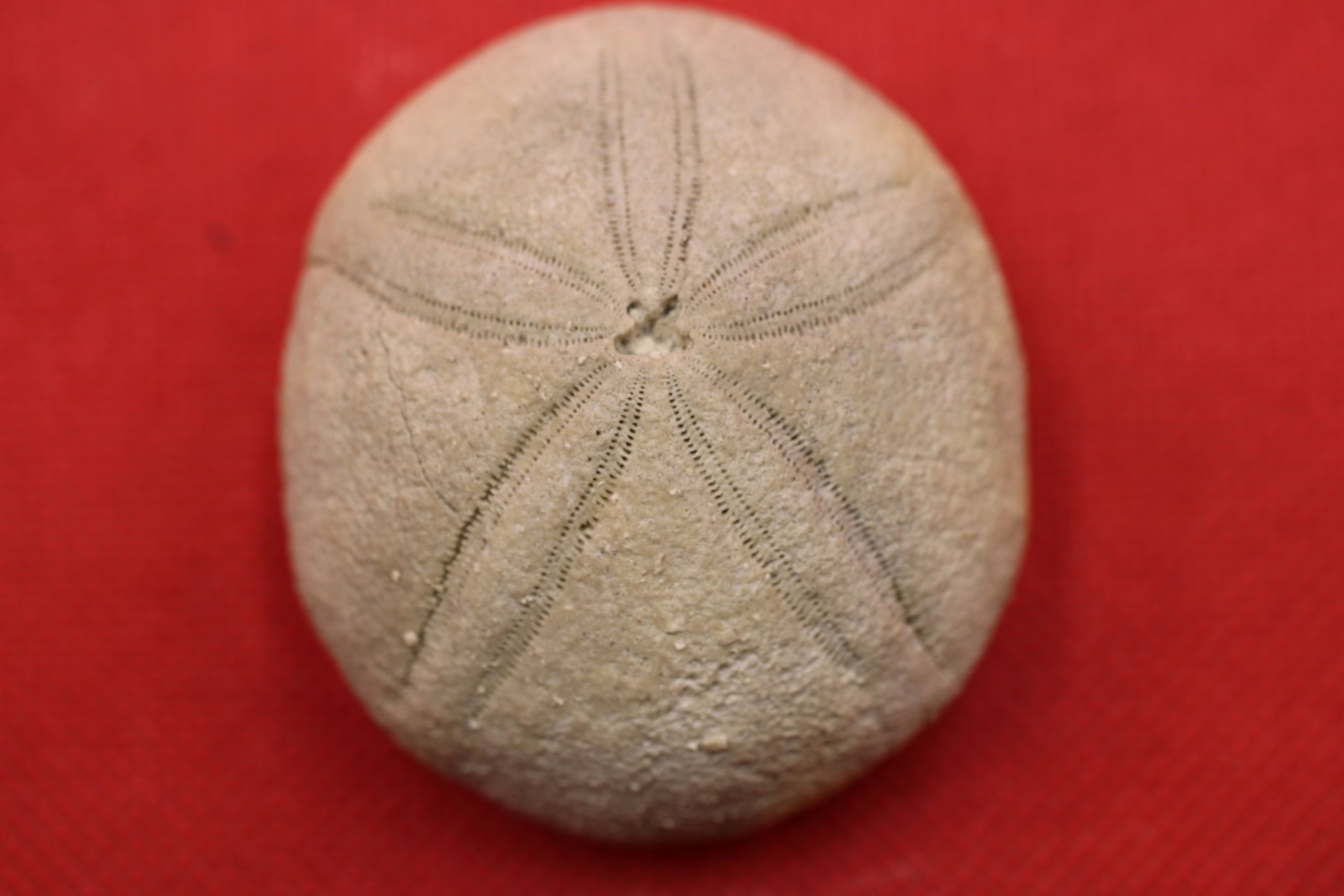 Image de Echinolampas Ovalis