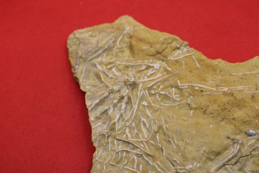 Image de Pentacrinites Dargnesi