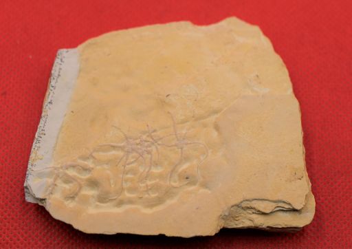 Image de Ophiopetra Lithographica