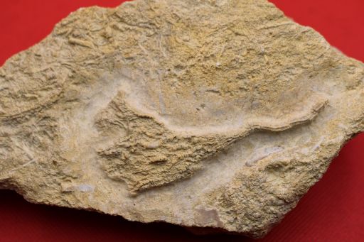 Image de Isocrinus Nicoletti