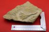 Image de Isocrinus Nicoletti