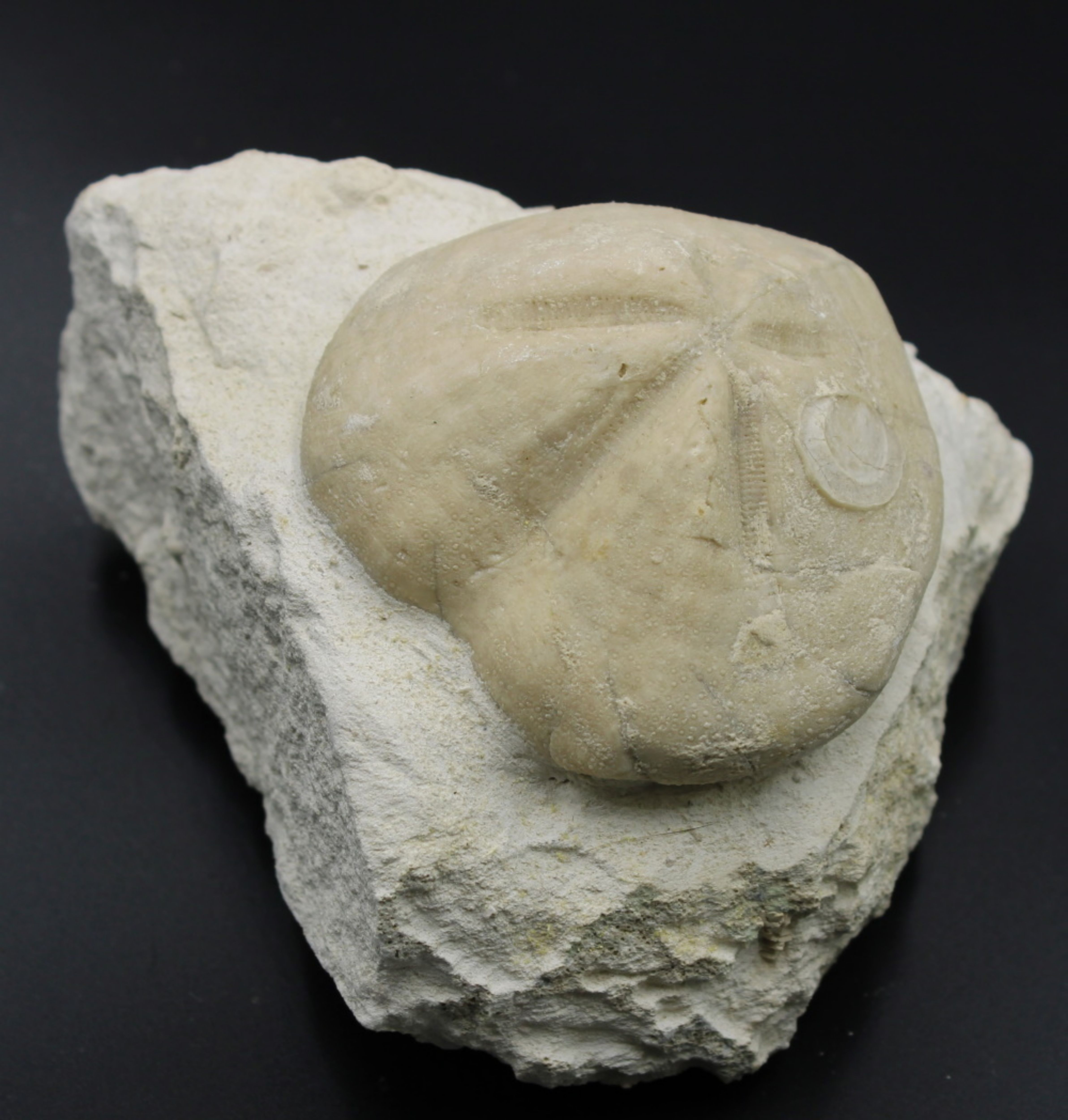 Image de Micraster Coranguinum