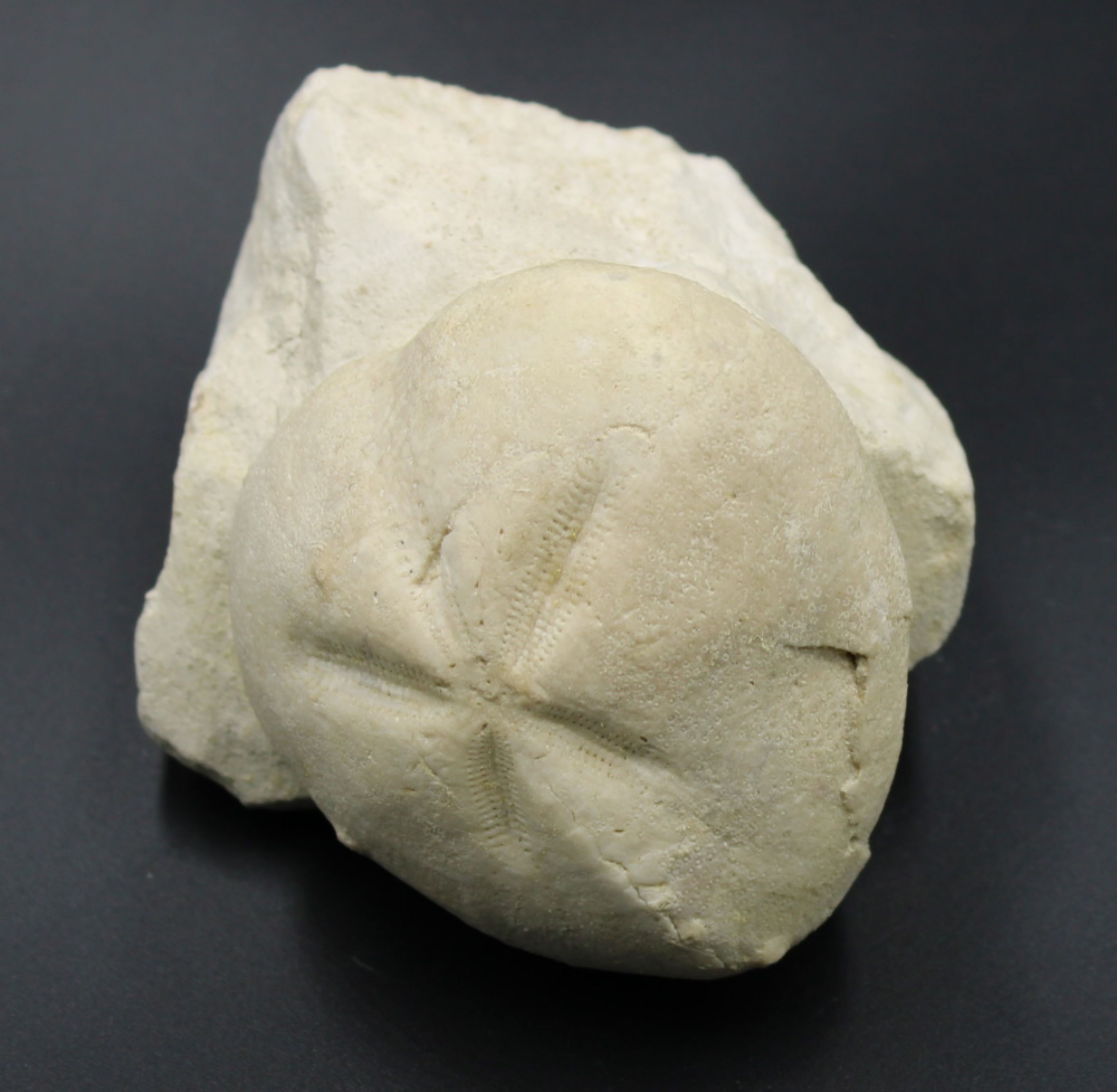 Image de Micraster Coranguinum
