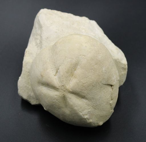 Image de Micraster Coranguinum