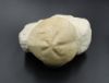 Image de Micraster Coranguinum
