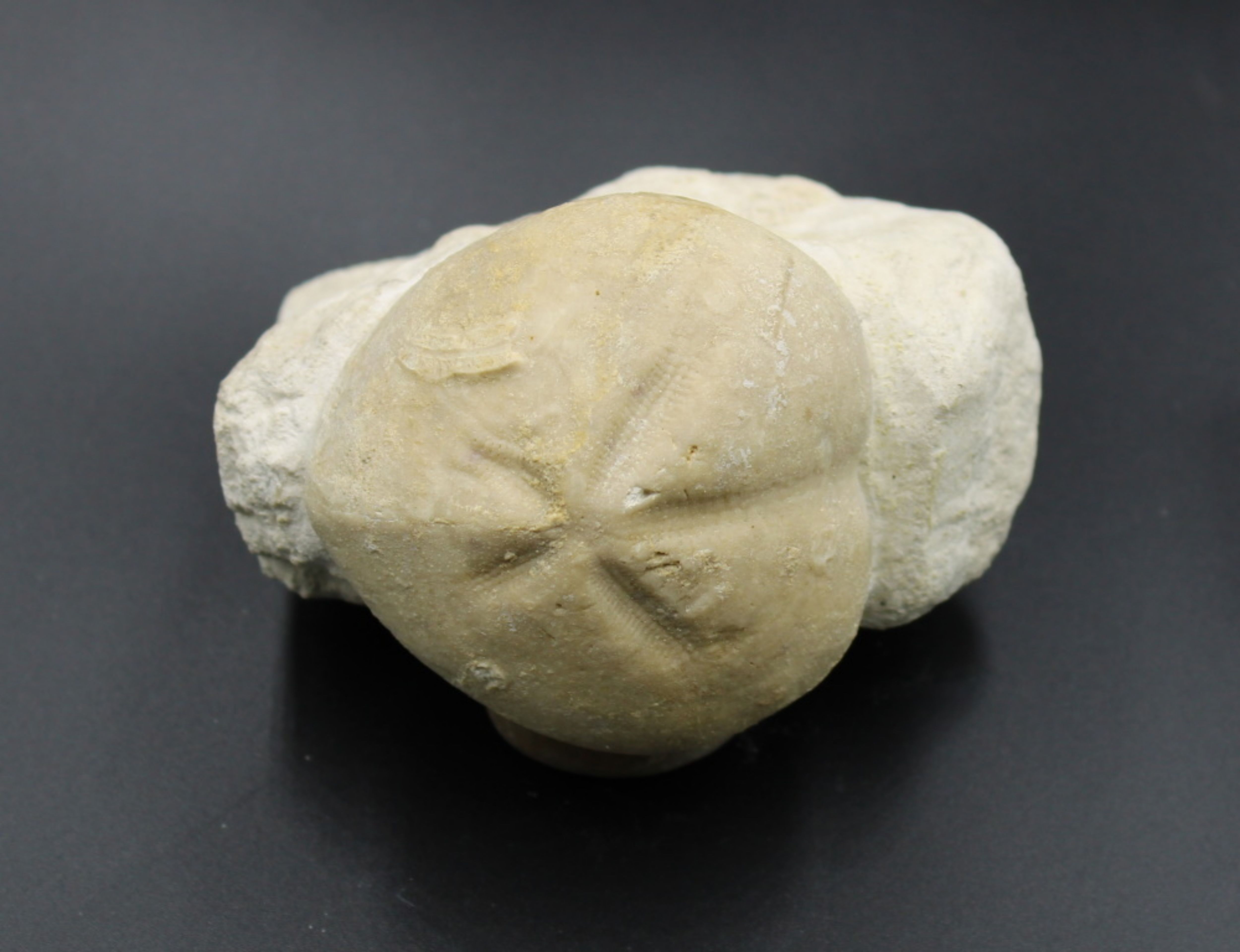 Image de Micraster Coranguinum