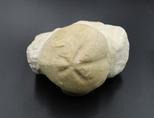 Image de Micraster Coranguinum
