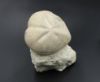 Image de Micraster Coranguinum