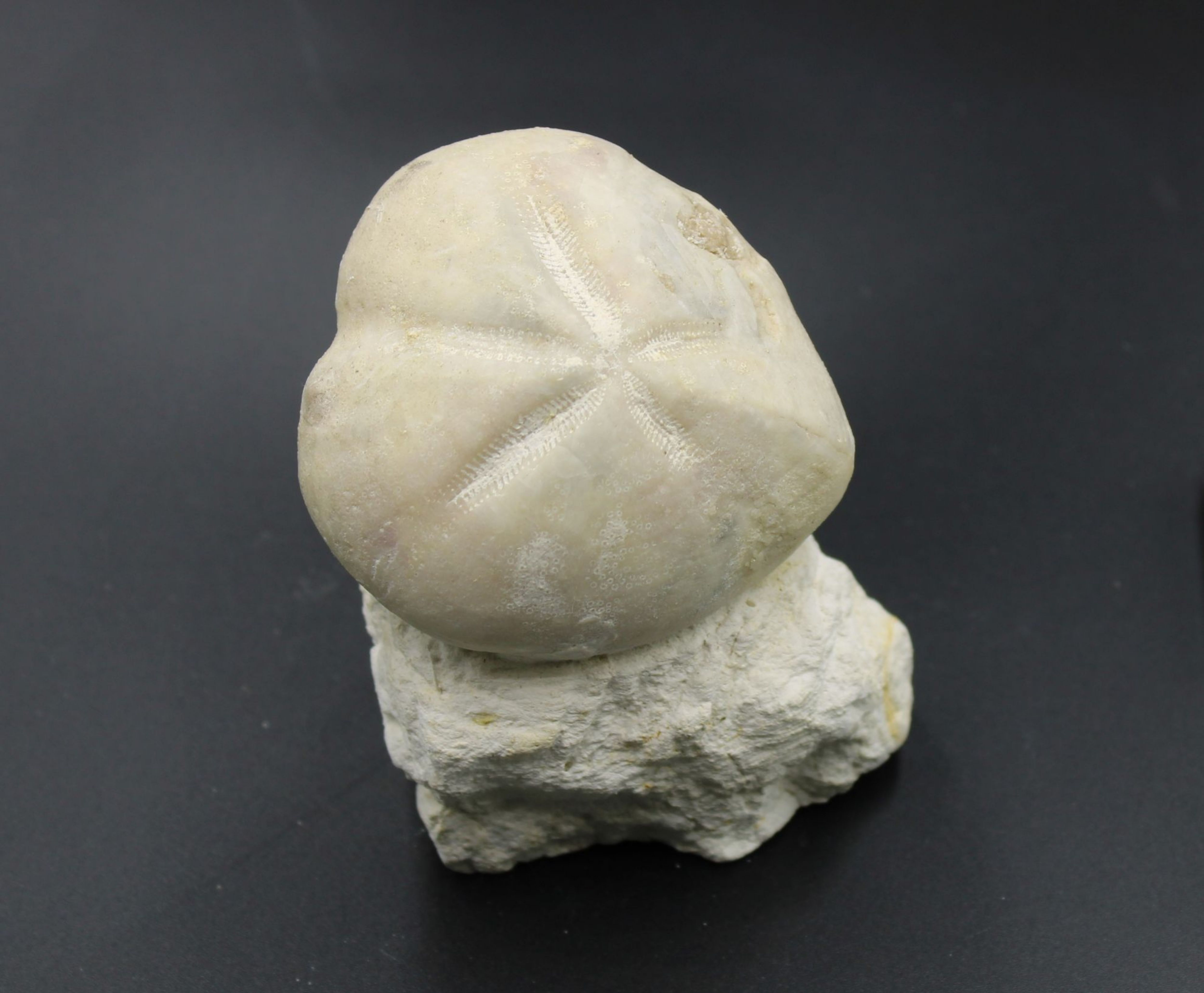 Image de Micraster Coranguinum