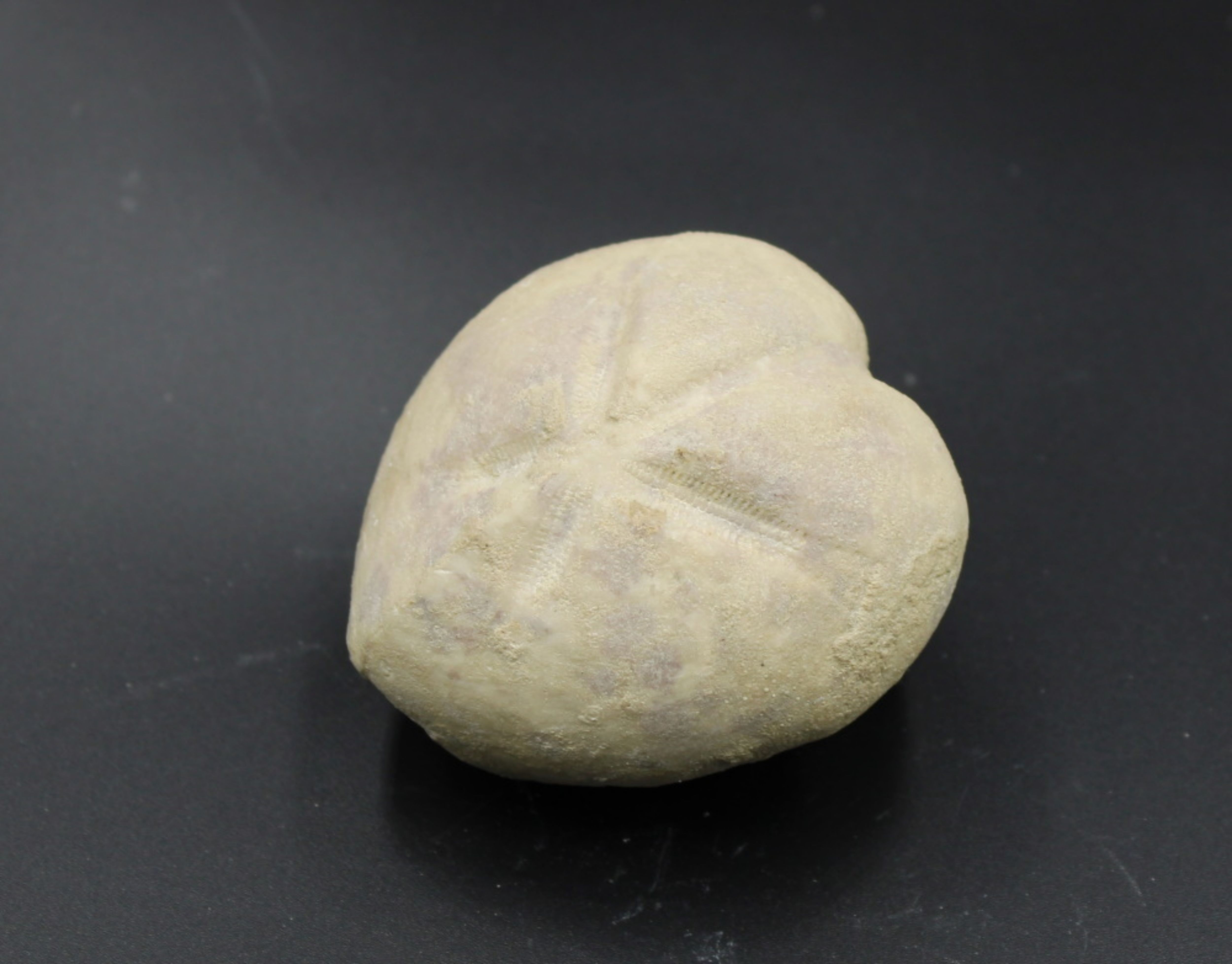 Image de Micraster Coranguinum