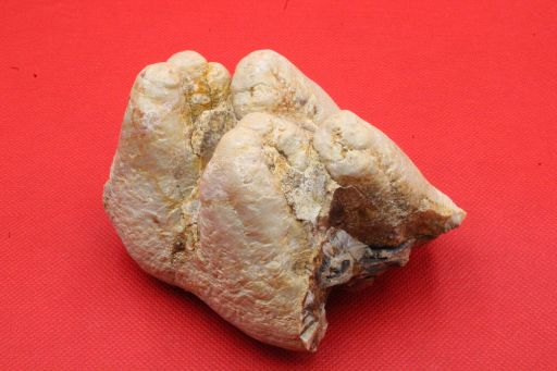 Image de Molaire Anancus Arvernensis falconeri