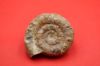 Image de Prodactylioceras Davodei