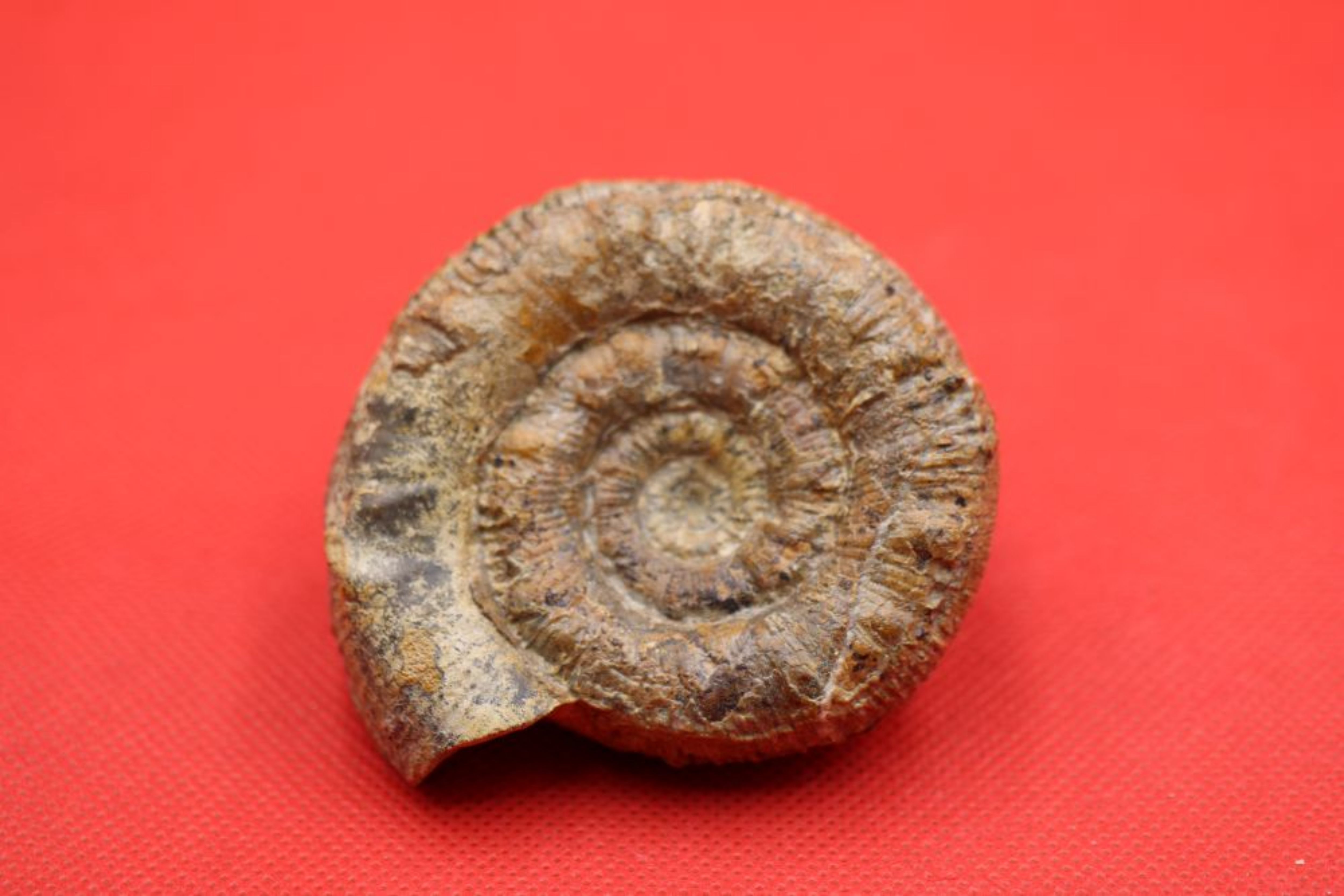 Image de Prodactylioceras Davodei
