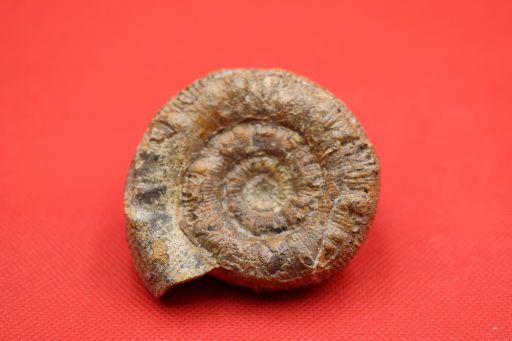 Image de Prodactylioceras Davodei