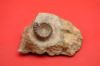 Image de Echioceras Raricostatum