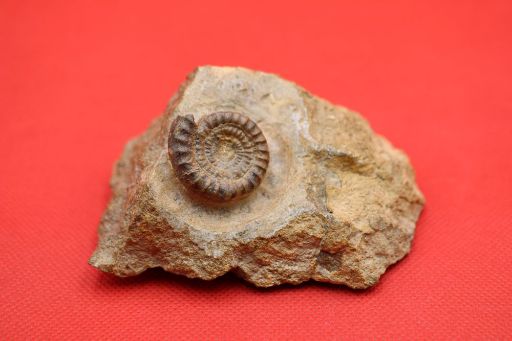 Image de Echioceras Raricostatum