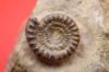Image de Echioceras Raricostatum