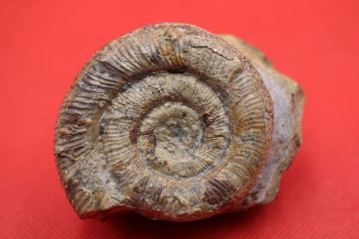 Image de Prodactylioceras Davodei