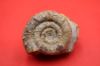 Image de Prodactylioceras Davodei