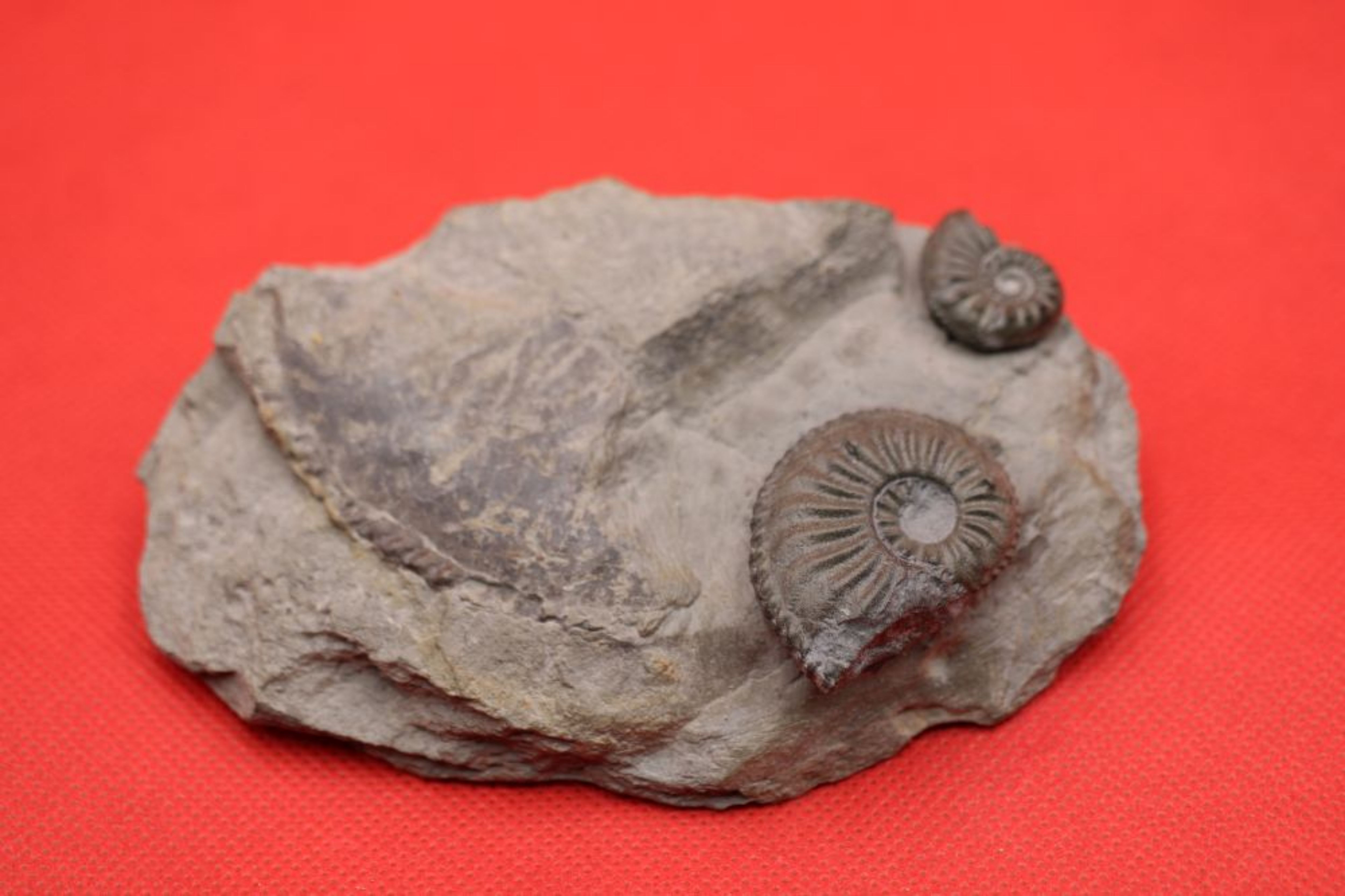 Image de Amaltheus Margaritatus et Gibbosus