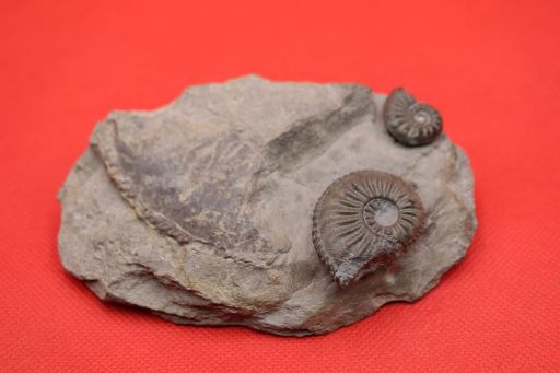 Image de Amaltheus Margaritatus et Gibbosus