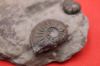 Image de Amaltheus Margaritatus et Gibbosus