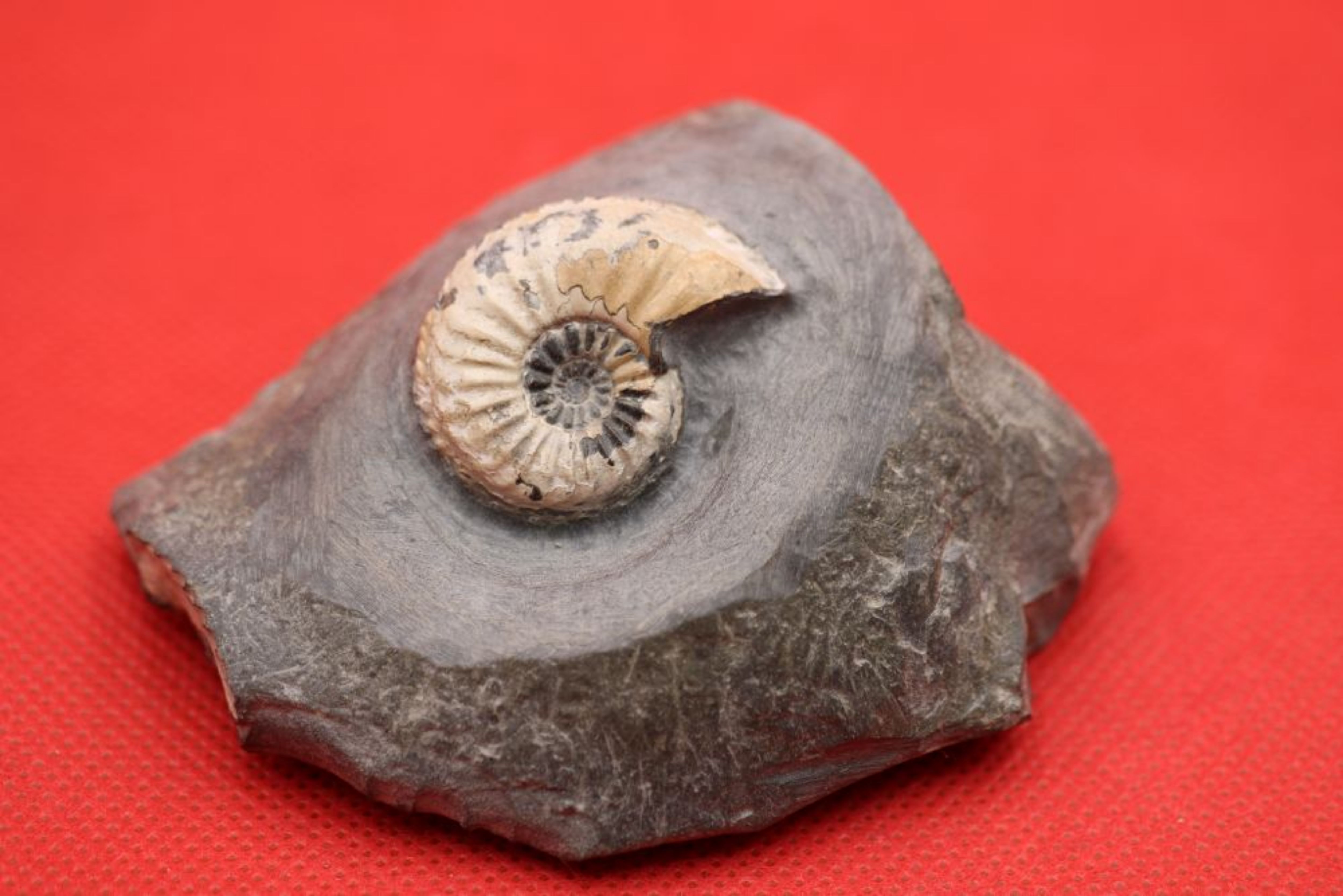 Image de Pleuroceras Tranciens